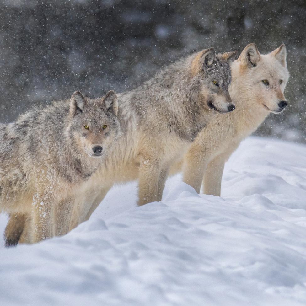 Wolves poach on a snowy landscape