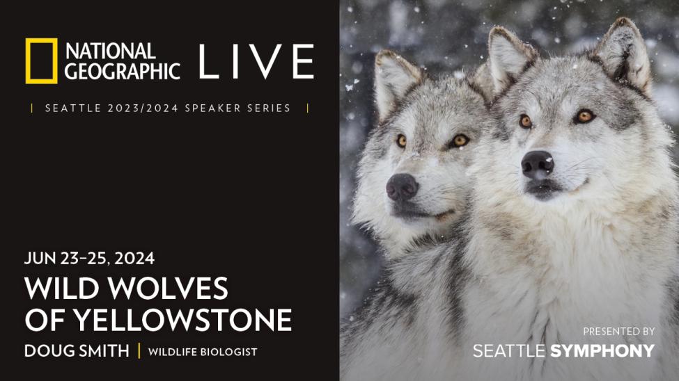 A promotional poster for the Symphony's showing of Wild Wolves of Yellowstone