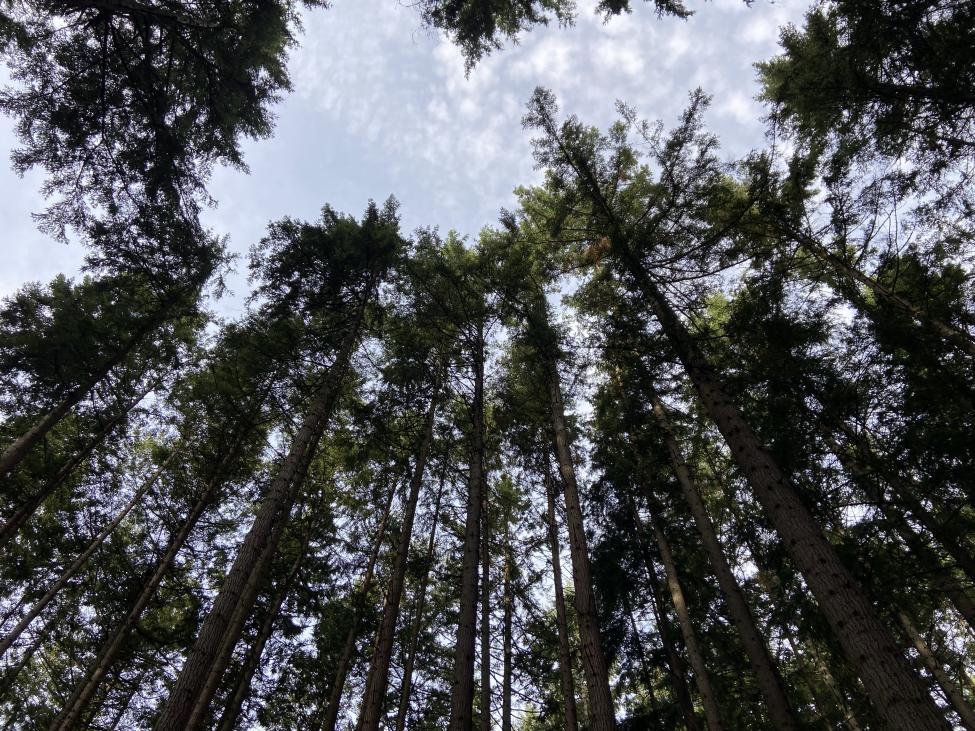 Looking up at the sky and tops of evergreen trees