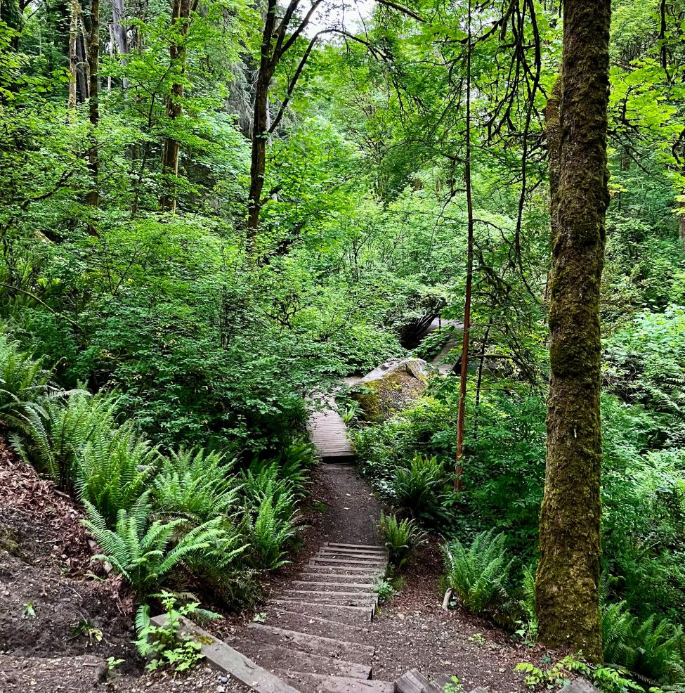 Greenery surrounds a trail in Ravenna Park