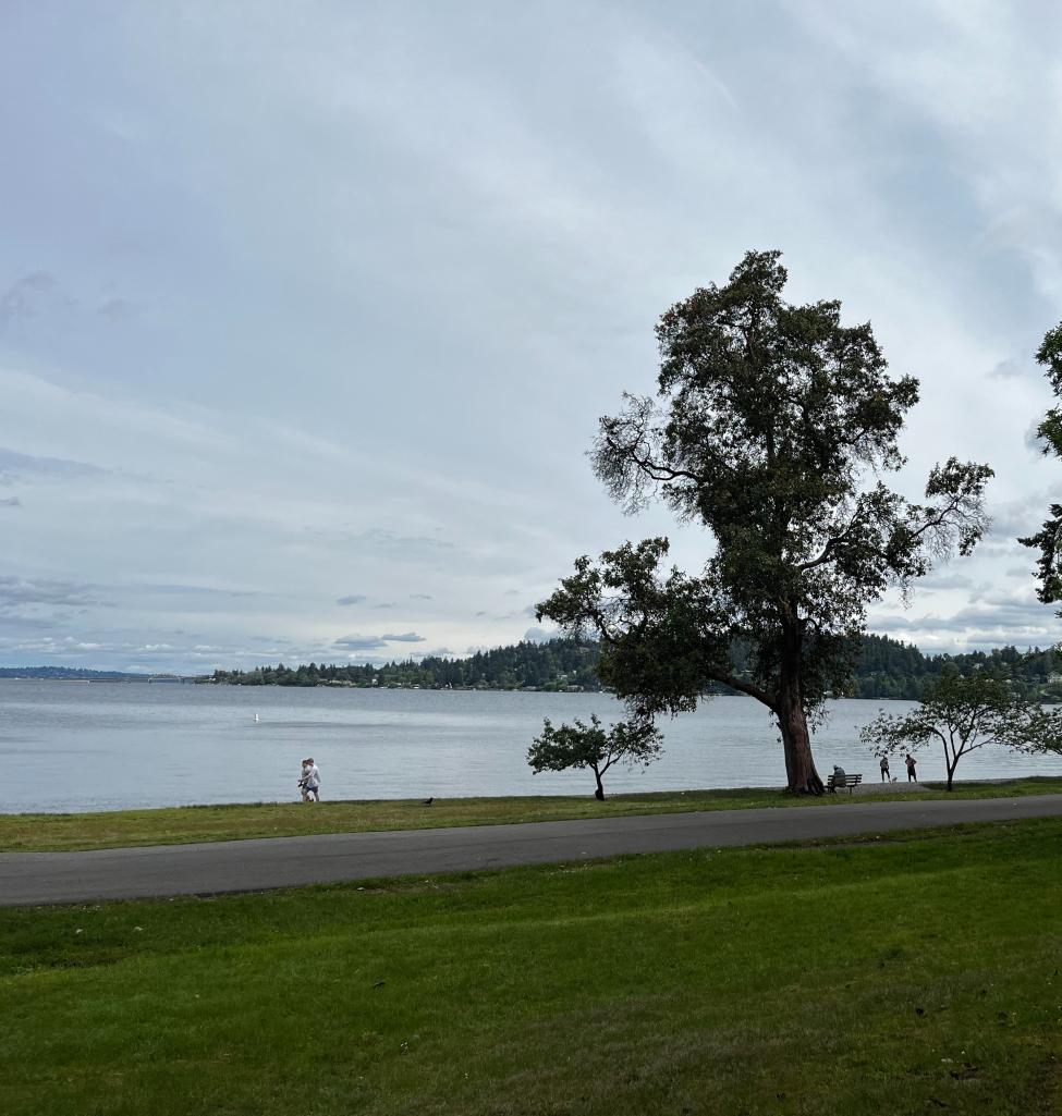 A person walks along Lake Washington on a trail in Seward Park. A large tree is to their right