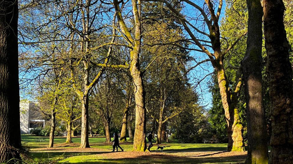 Golden hour sun shines on trees in Volunteer Park