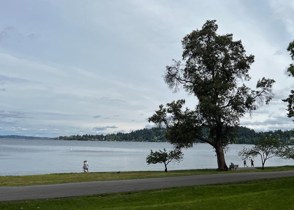 A person walks along Lake Washington on a trail in Seward Park. A large tree is to their right